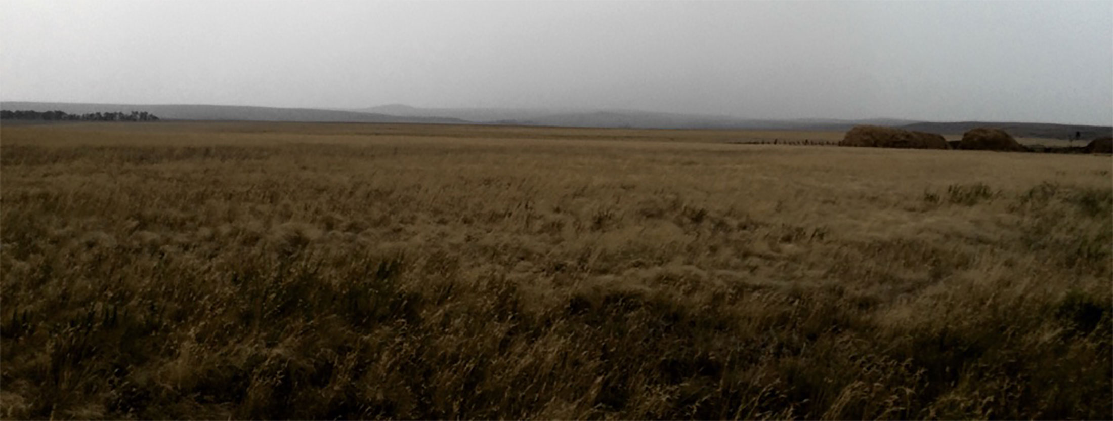 /assets/derevo/steppe.jpg