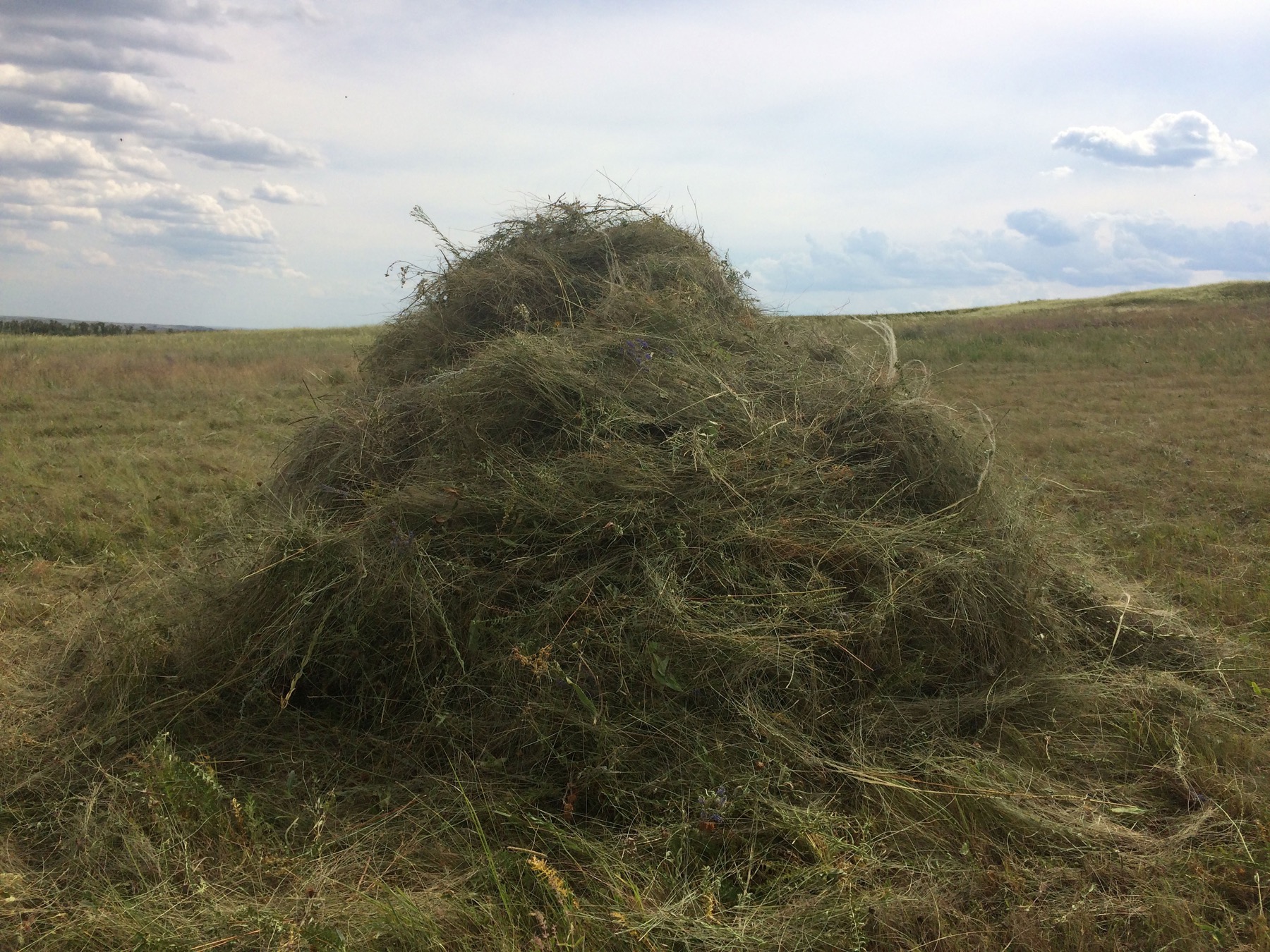 /assets/kopny/9.jpg